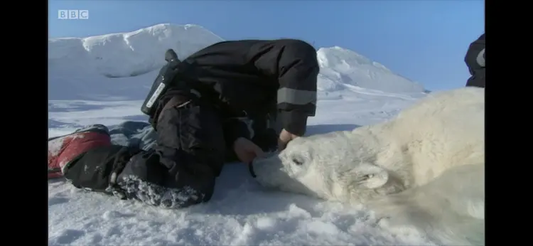 Polar bear (Ursus maritimus) as shown in Frozen Planet - On Thin Ice